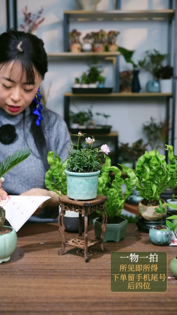 【闪购商品】35--5778黑火焰鸟巢蕨