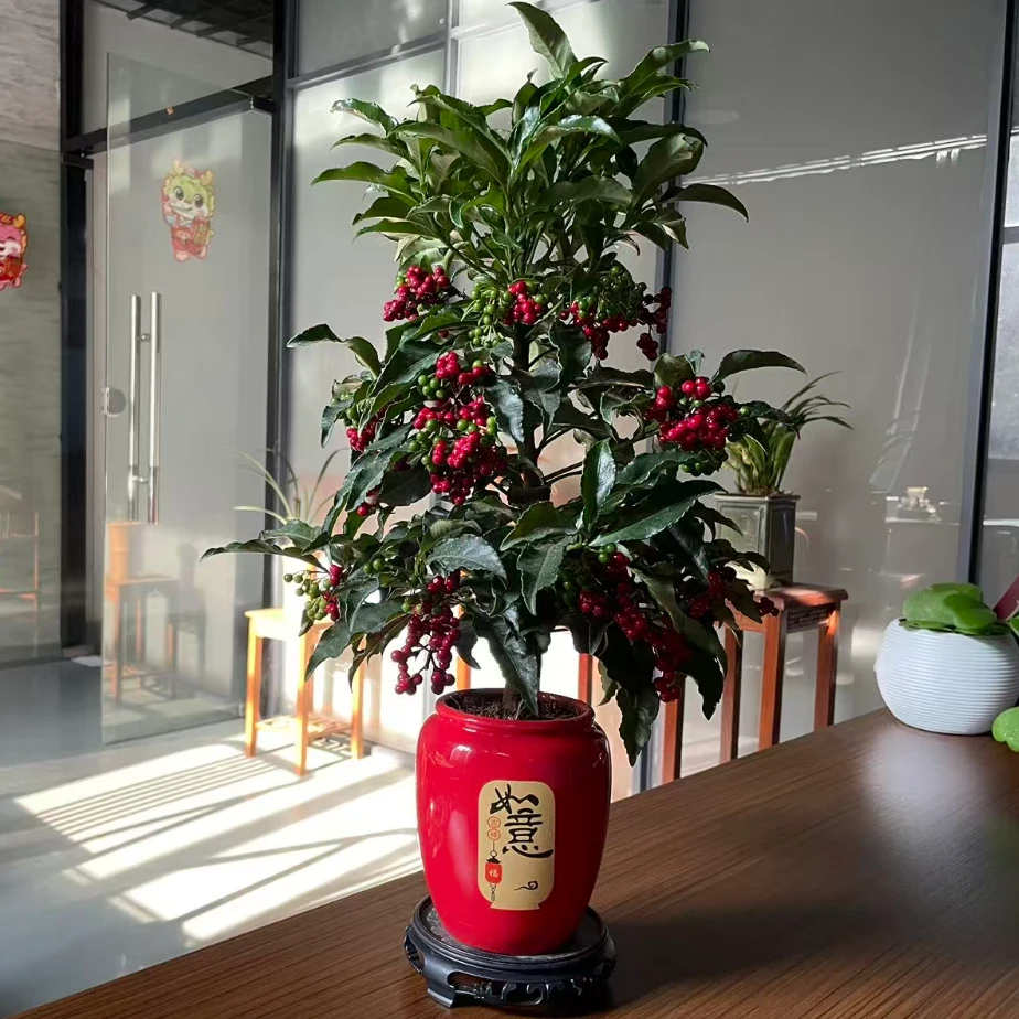 【带青果发货】富贵籽盆栽万两喜庆红果花卉植物室内办公好养活绿植