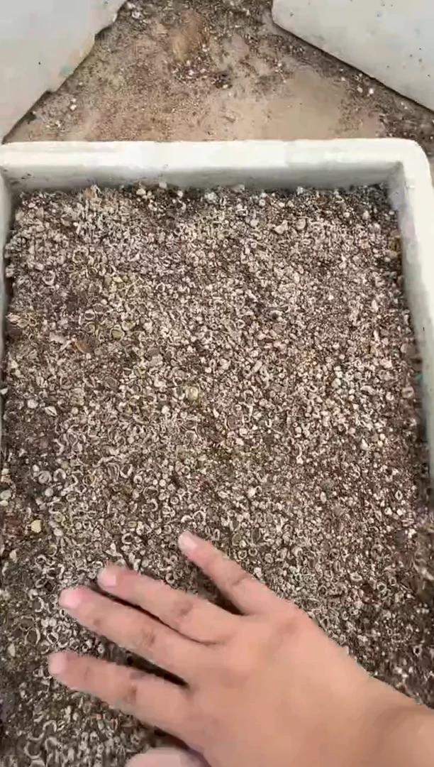 9-173多肉植物脱土发