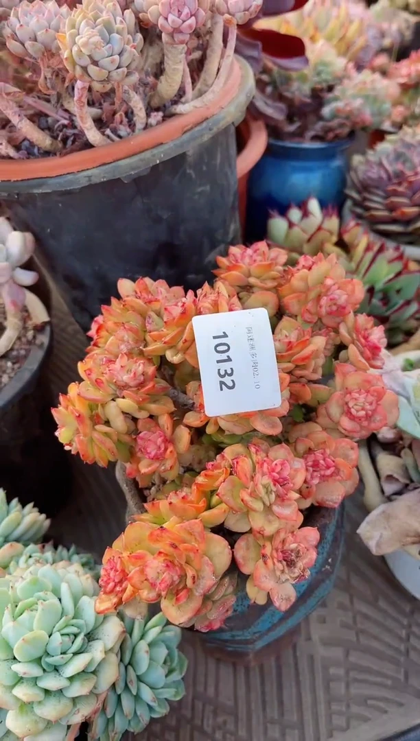 【闪购商品】10132