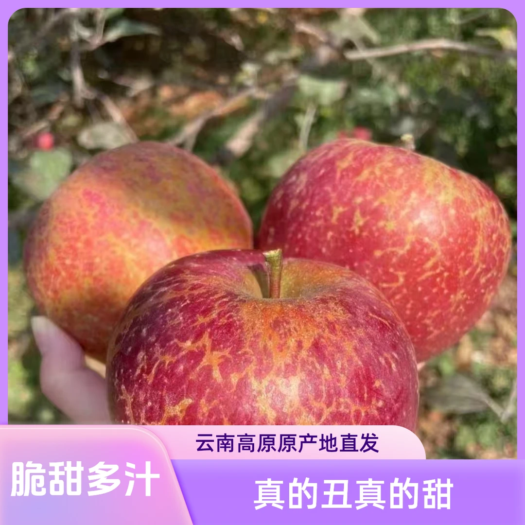 正宗云南高原红富士冰糖心丑苹果脆甜多汁现摘原产地直发