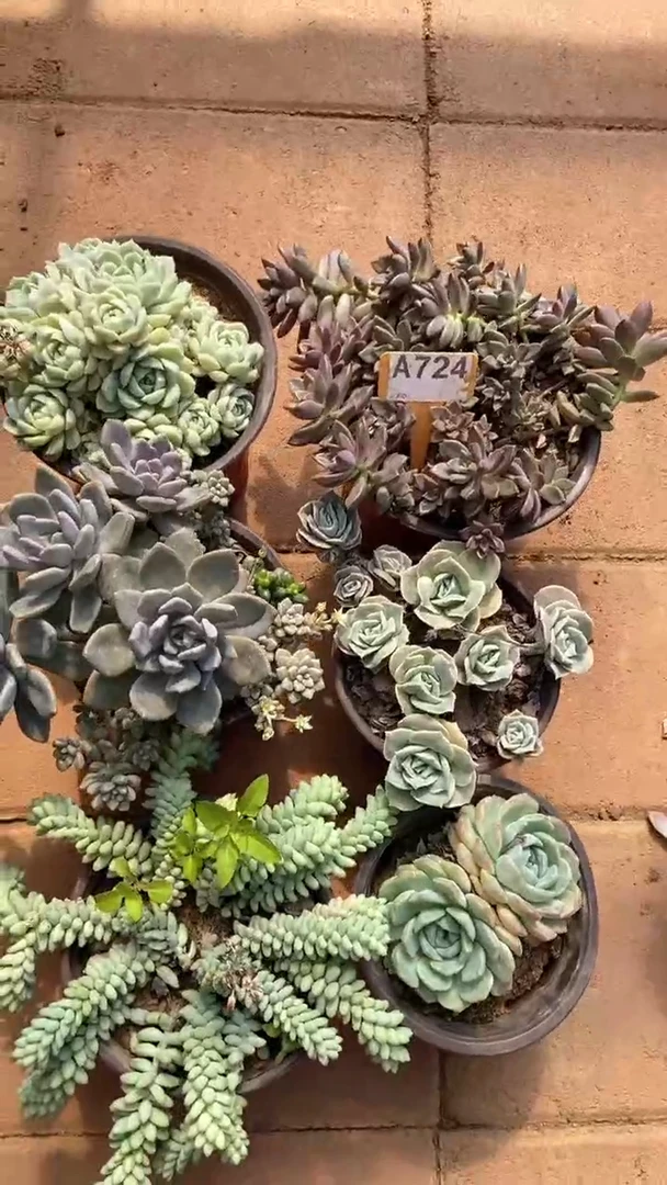 A724闪购清风花木兰多肉组合脱土发货