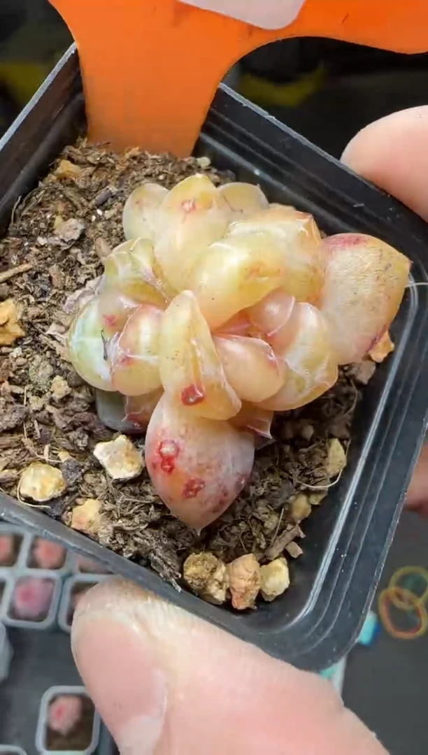 【闪购商品】一物一拍0214—233