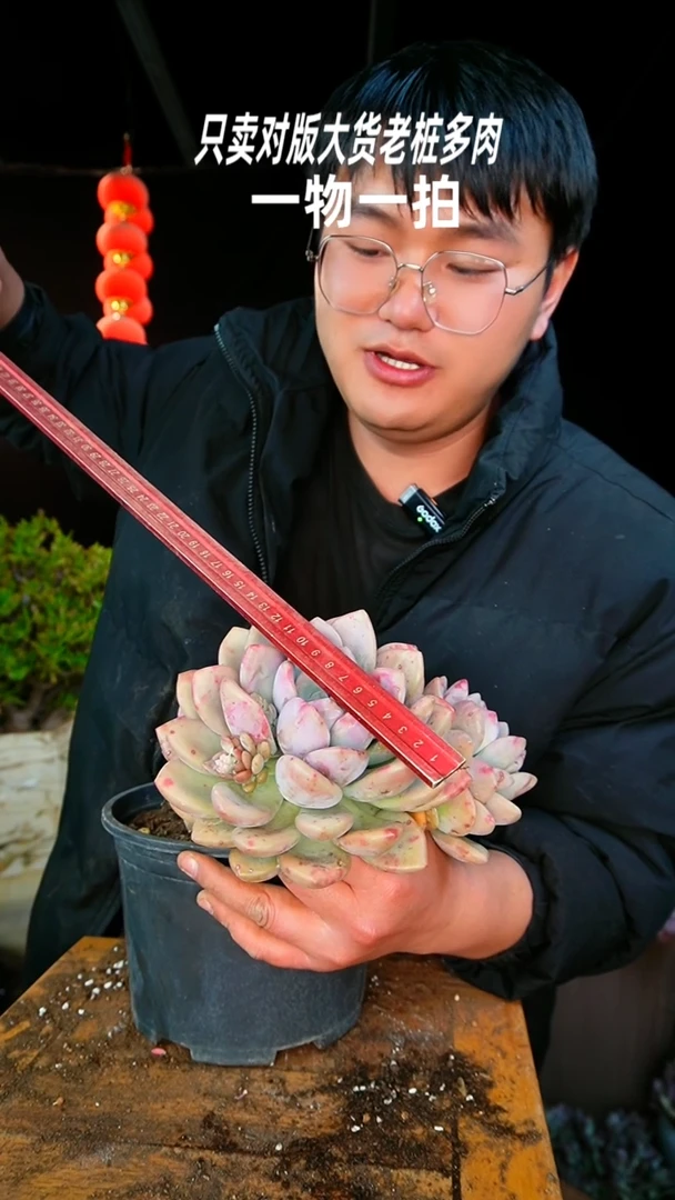 【闪购商品】86号超大奥普