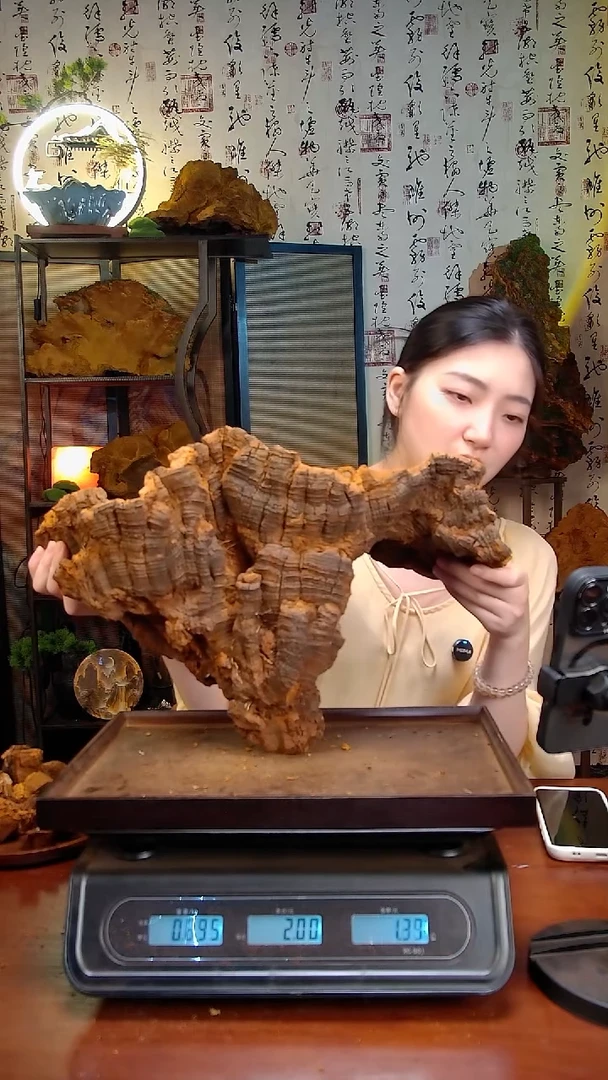 松针层孔菌中国大陆【藏区】松树桑黄（5.67斤）70-80年份