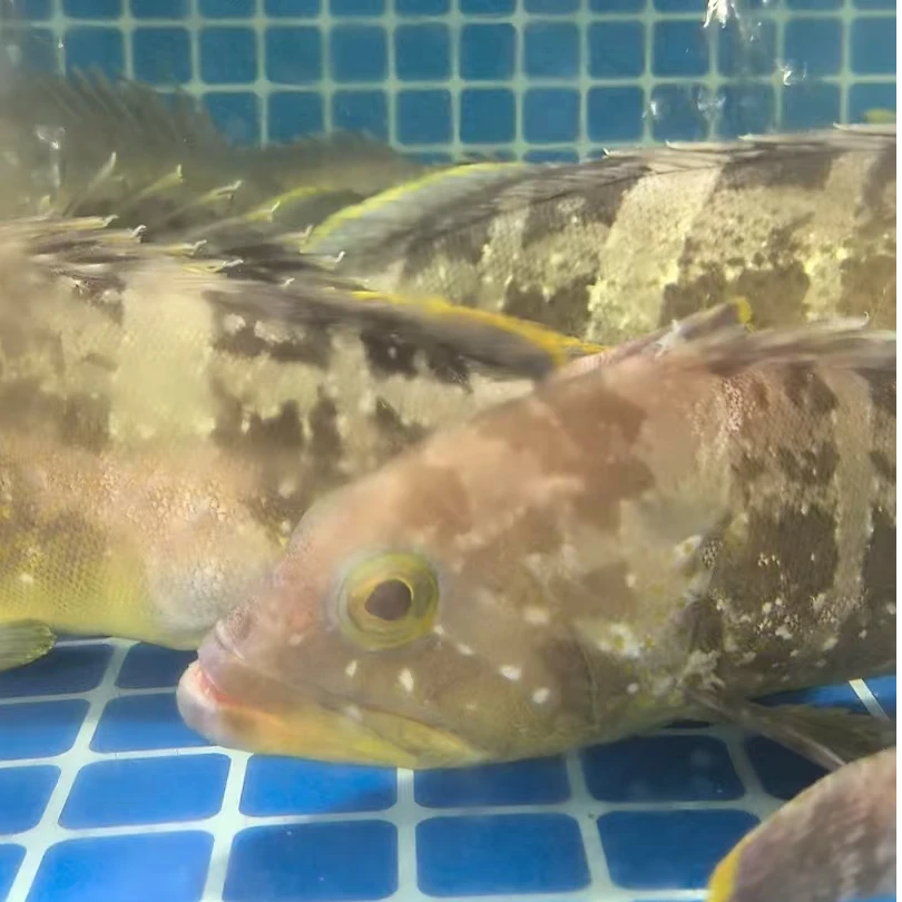 天然石斑鱼（保鲜不保活）【仅限福建省内拍】