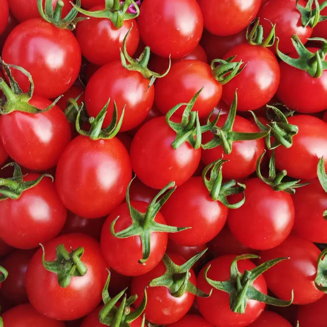 【爆汁甜口】海南陵水千禧新鲜圣女果小番茄2/3斤