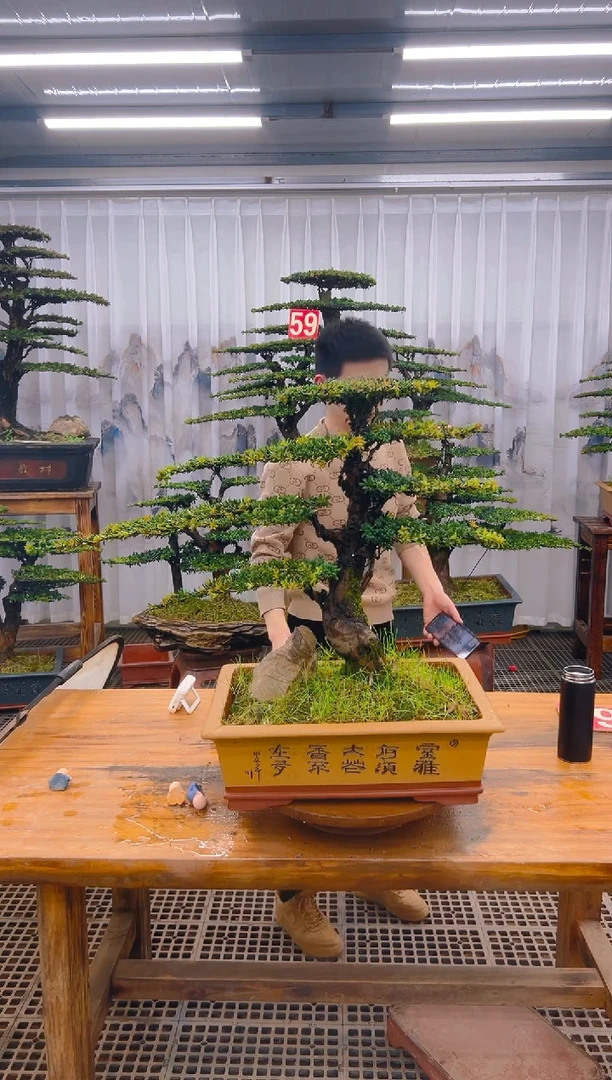 【闪购商品】紫砂精品盆景直播间一物一拍