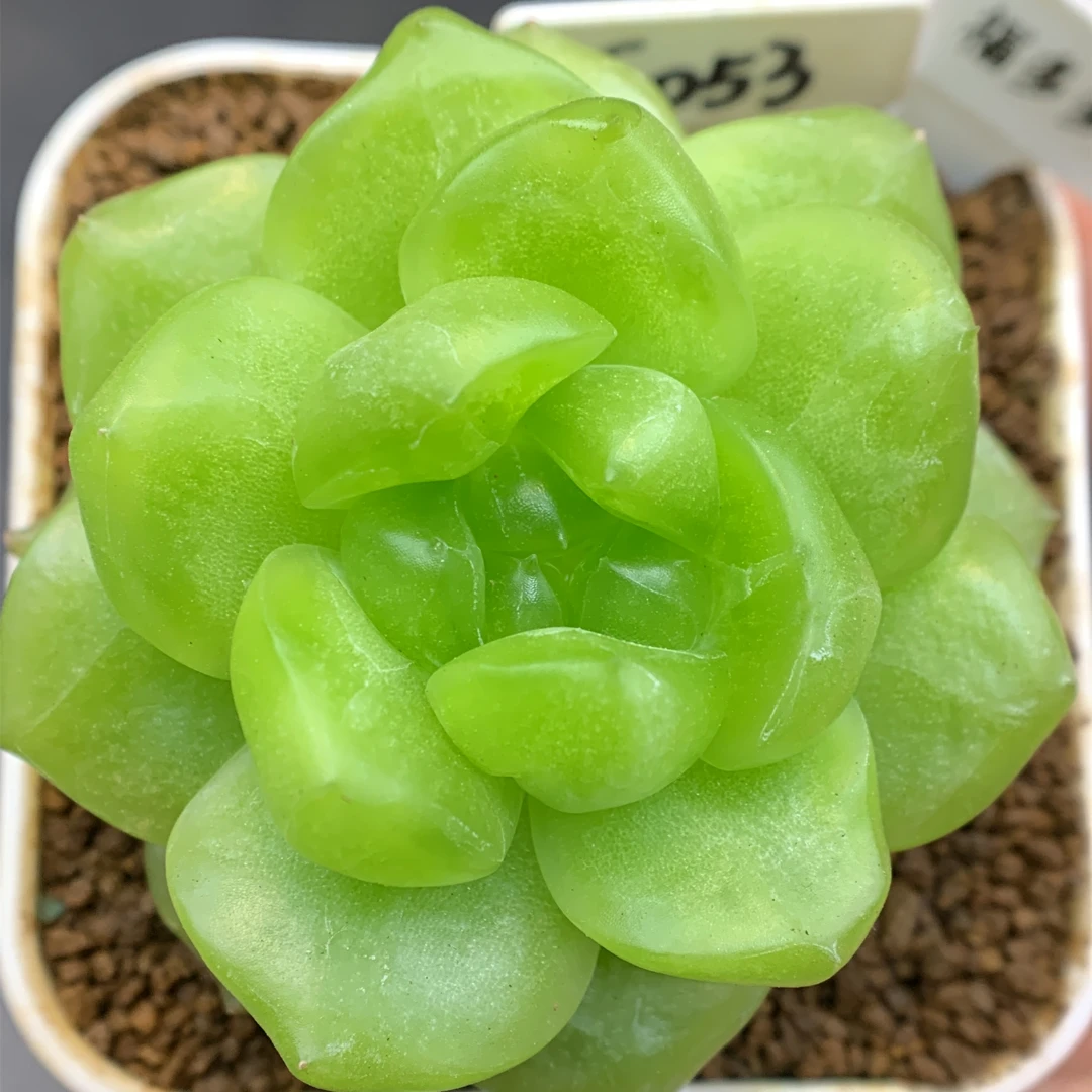 三号链接 g-g 框拍 9/14 周日 多肉植物 讲解点封面图