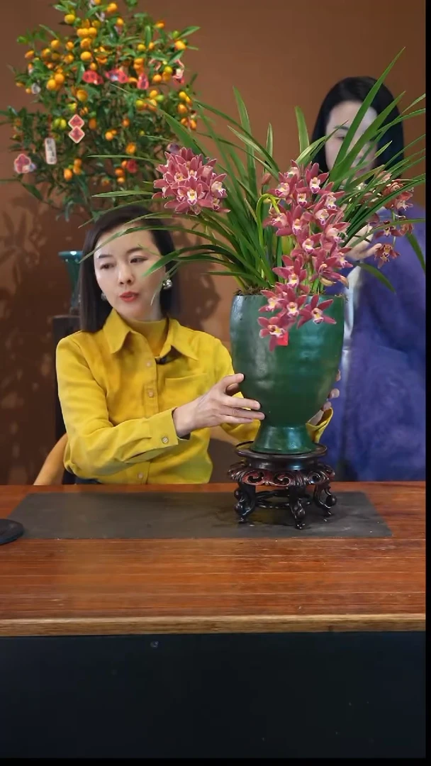 全部花朵红双喜盆景盆景