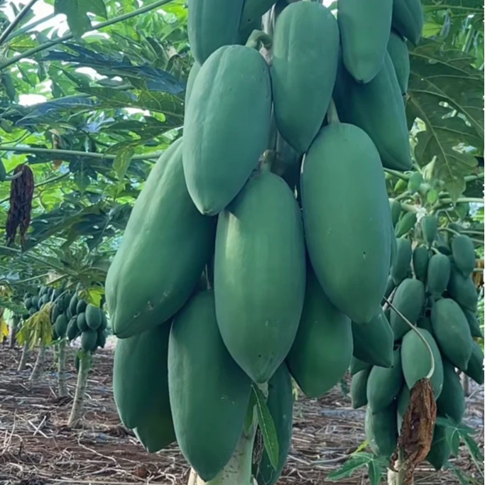 广西青皮白肉木瓜新鲜蔬菜煲汤嗮木瓜丝现摘