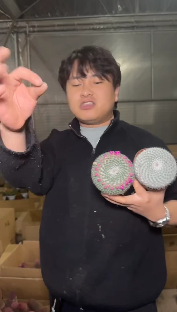 2颗 6-8cm 单头 玉翁【带雪顶】