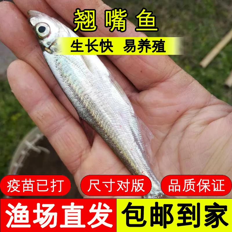 四川翘嘴 场地直发