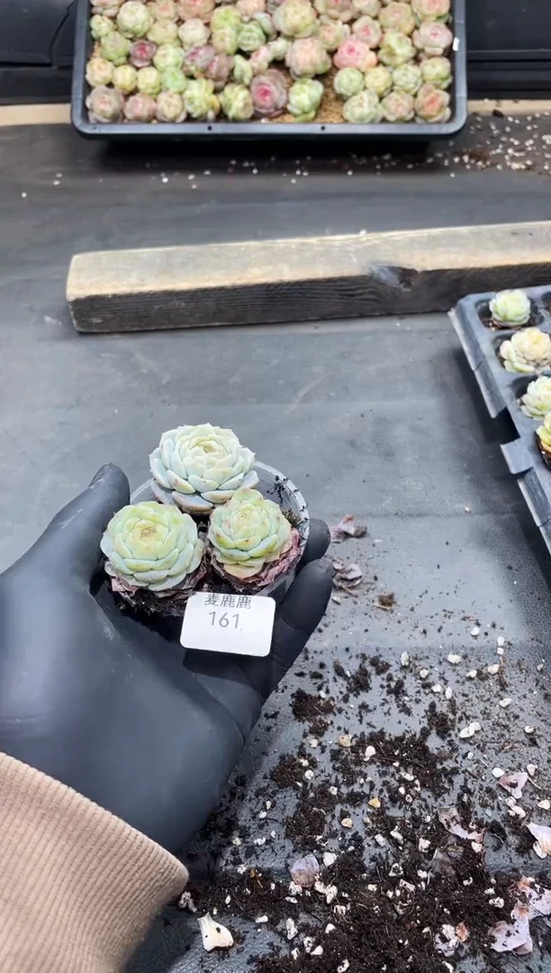 161霓裳羽衣     量拍