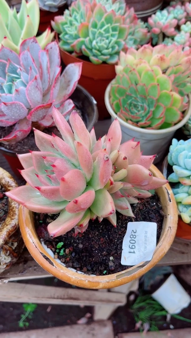 ??28091多肉植物一物一拍