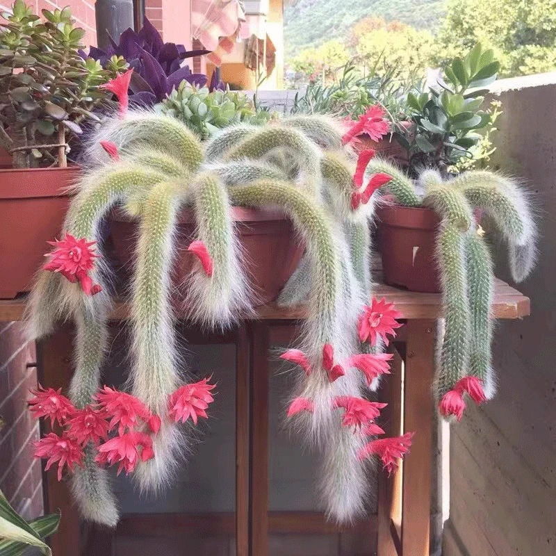 长毛白九尾狐 开红色花 猴尾柱 带土球发货（7-10公分）