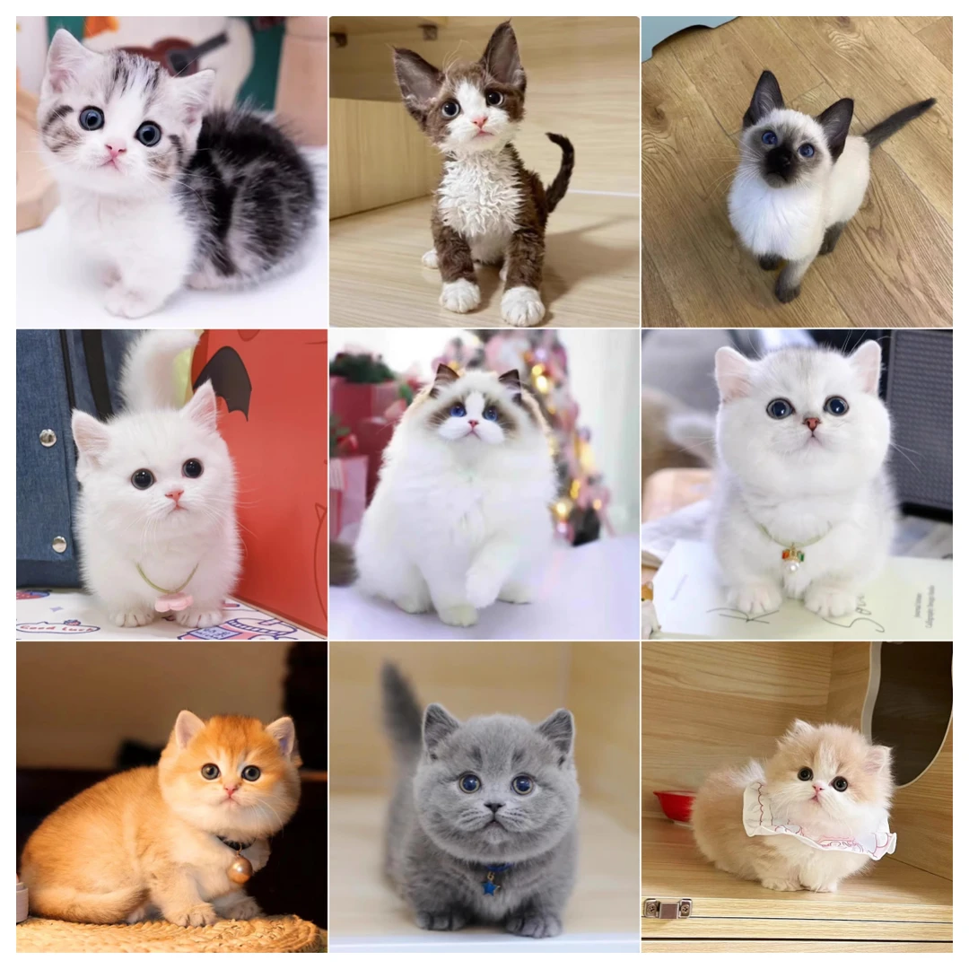 【猫富比1】●多品种● 布偶猫⊙金渐层⊙蓝猫⊙银白⊙银渐层