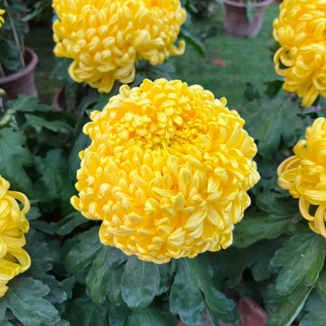 【国华金悦山】独本菊花盆栽带花苞发货大花特色花卉绿植