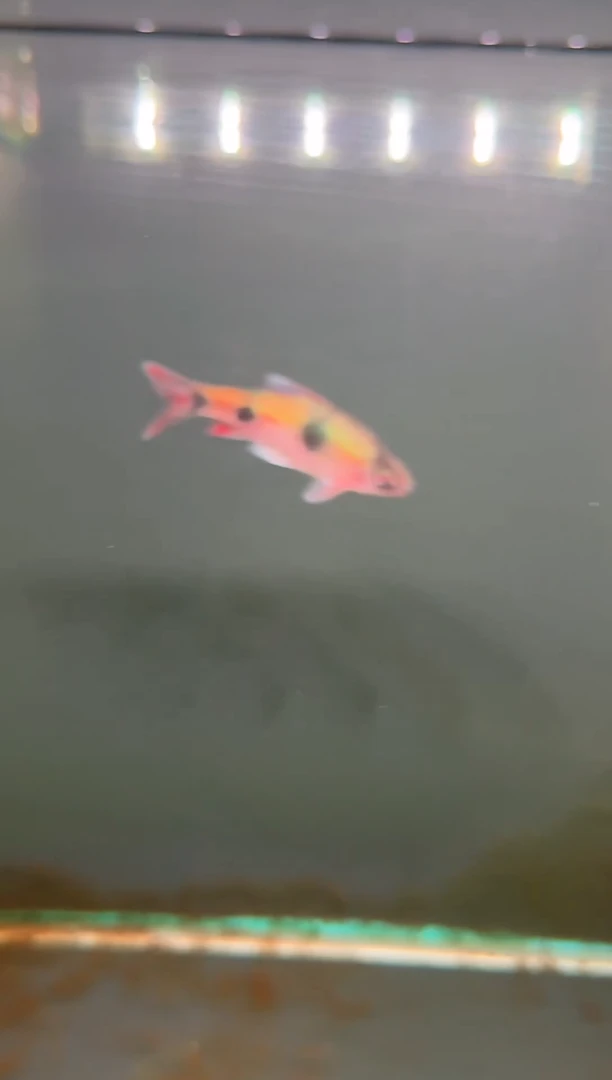 金鱼印度进口红点道金斯鲃