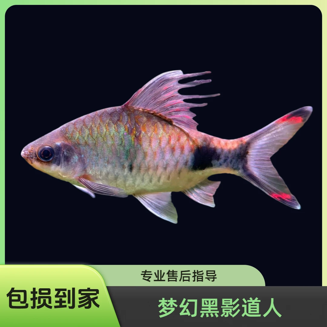 梦幻黑影道人道金斯鲃鱼热带观赏鱼淡水小型鱼活体广温皮实耐养
