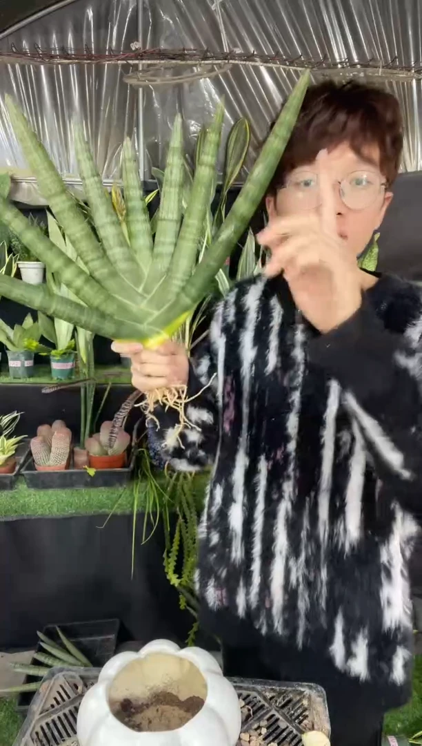 【闪购商品】佛手兰超大号包6叶裸根26.8