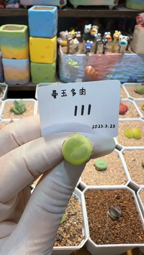 25.5.25-111多肉多肉