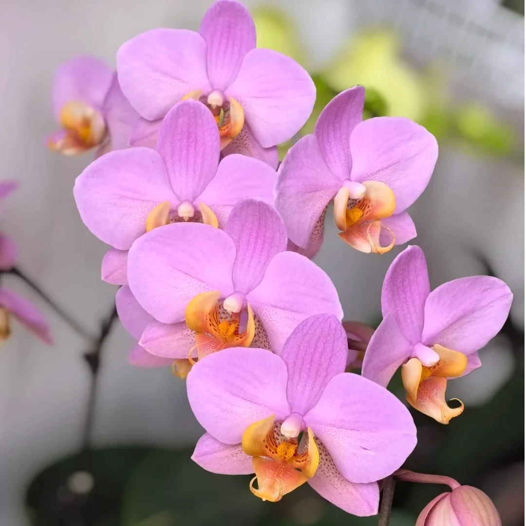 兰蝶汇【博蒙特】蝴蝶兰花卉