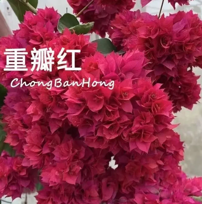 5号重瓣红 三角梅苗 不带花不带盆