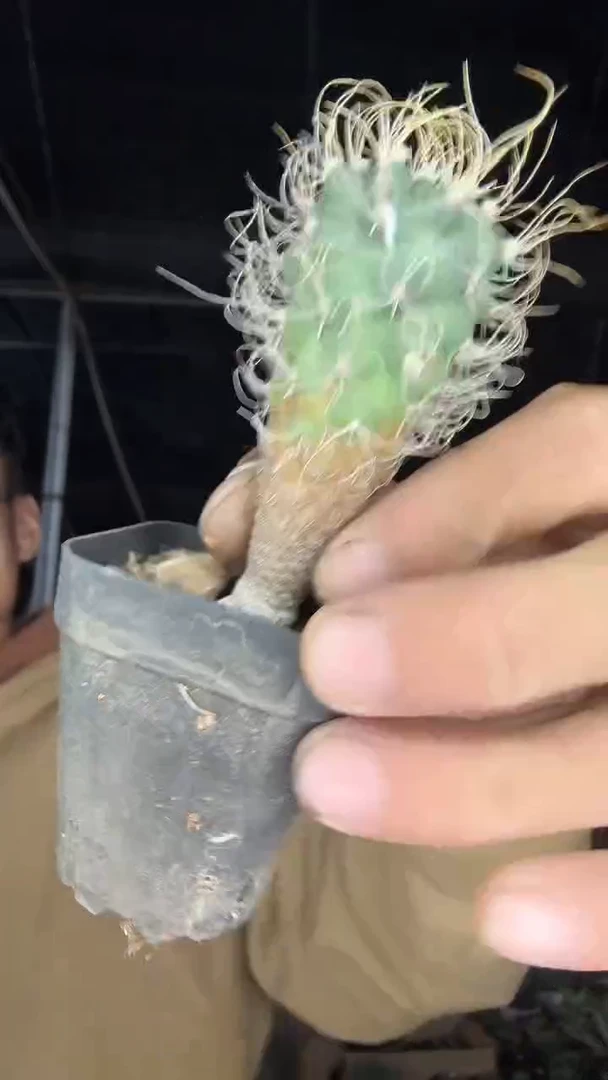 实生长城丸12.99