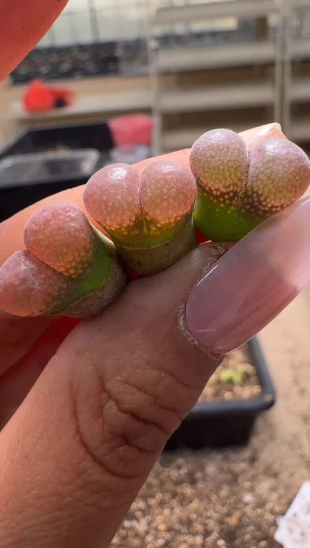 美丽的肉石头25-324一颗