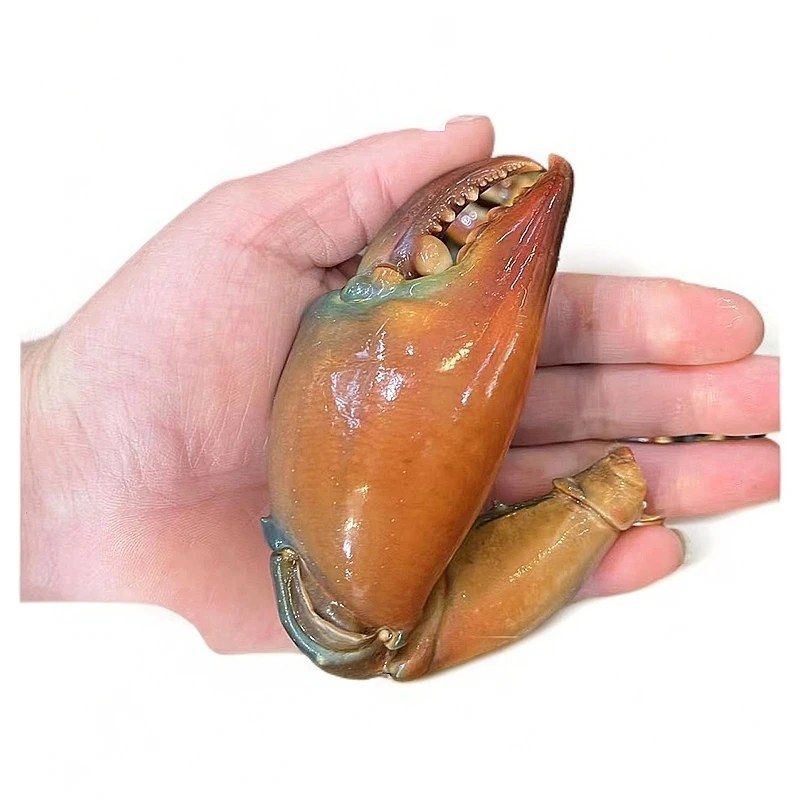 【鲟脚】【收到需速冻保存】【有大小差异】新鲜美味青蟹脚福建省内可拍