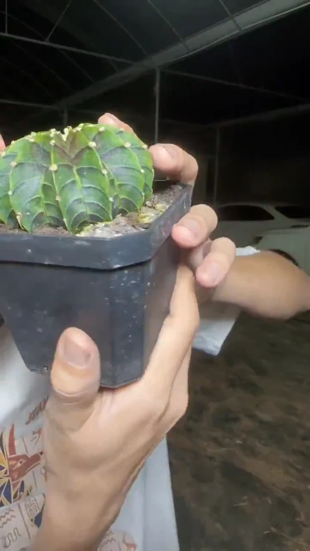 泰系高绒纯肋骨 带根