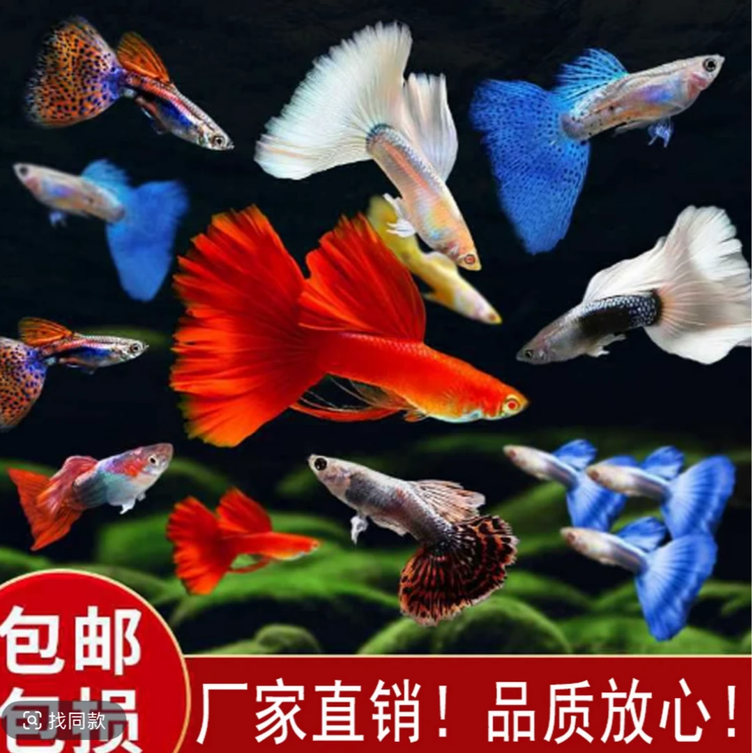 [开播福利深海套餐]精品纯种孔雀鱼好看好养新手专属练手鱼