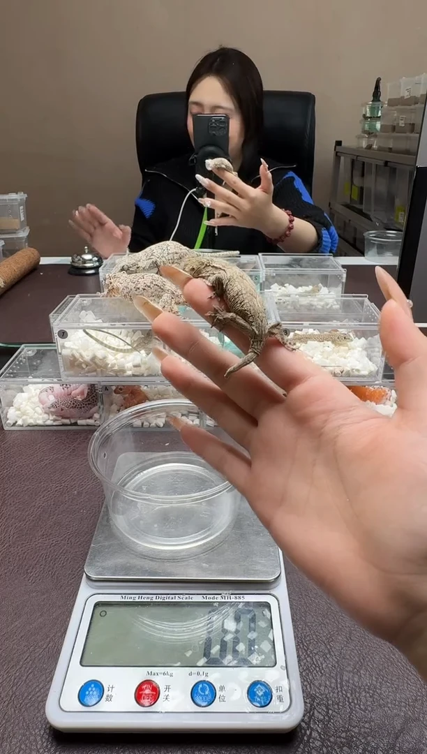 巨人守宫鳞与尾 Scale Tail 爬宠粉斑SP巨人