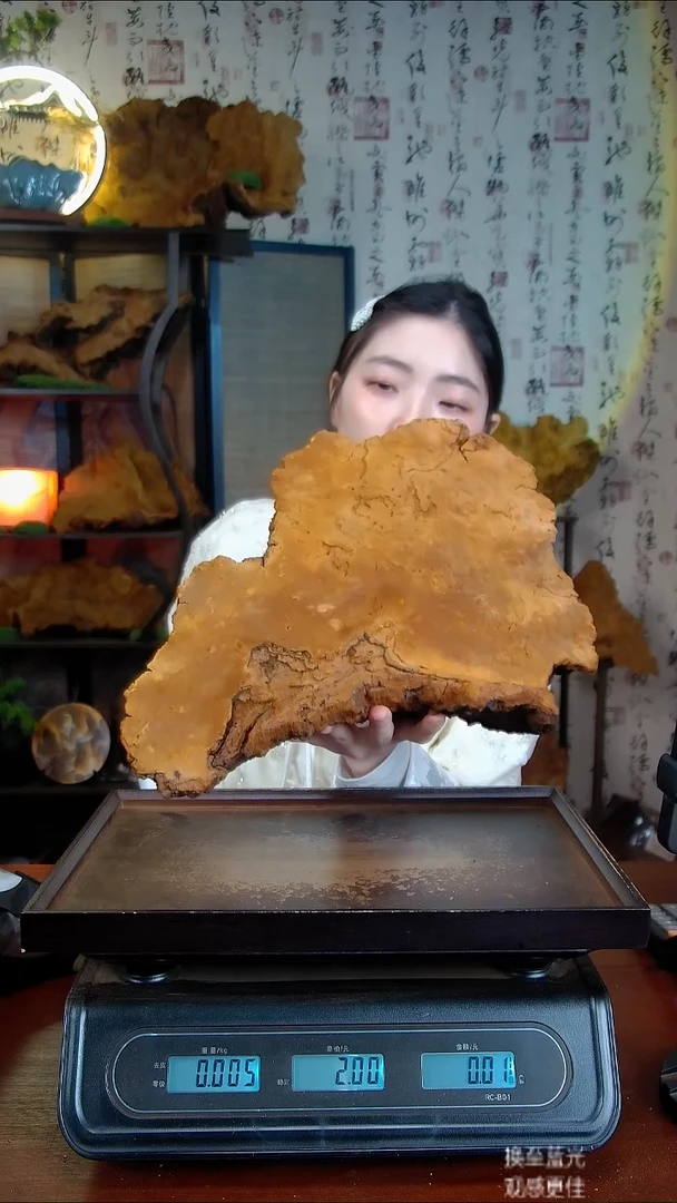 松针层孔菌中国大陆【藏区 野生】松树桑黄（3.59斤）40-50年份