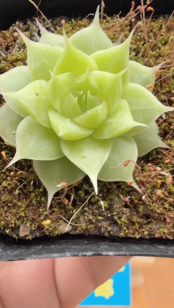 东云多肉园二店-41