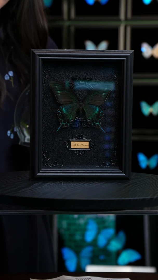 绿带翠凤蝶夏型8寸巴洛克款