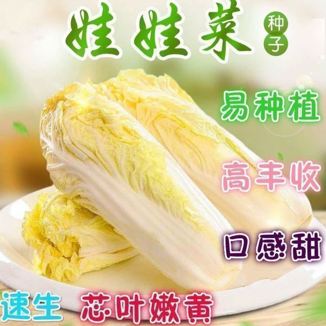 【金品娃娃菜种子】四季 蔬菜种子生长快品质佳菜籽春夏秋四季播种