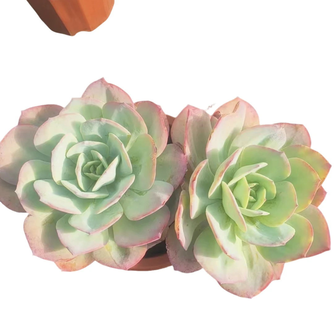 精品多肉 双头血凤