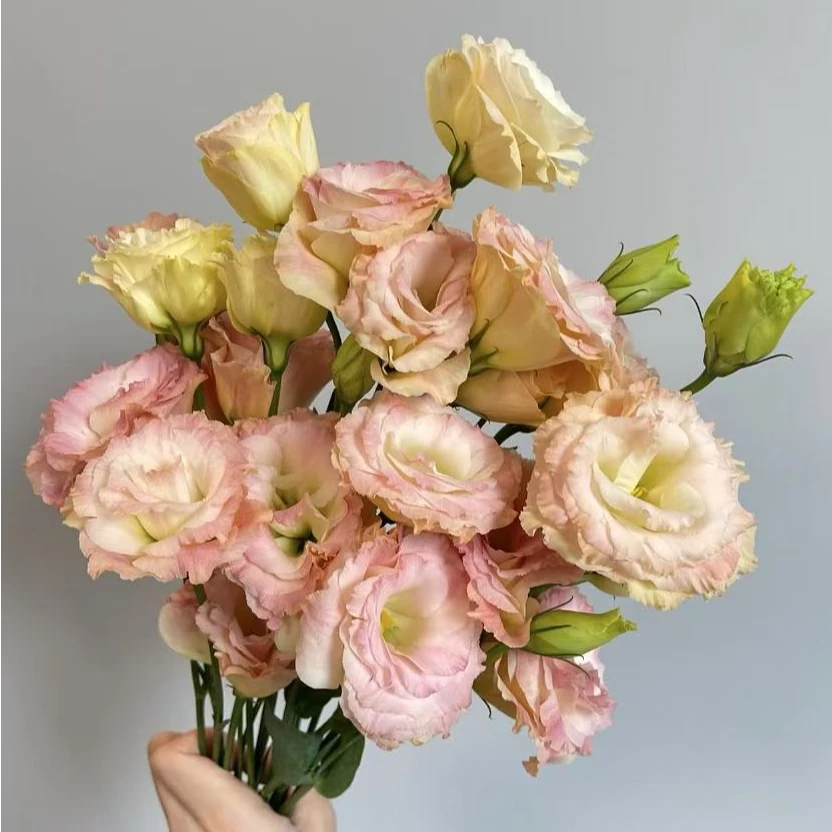 【香槟色 洋桔梗】3-5枝昆明鲜花批发次日达顺丰包邮到家 冷丰鲜花基地直发