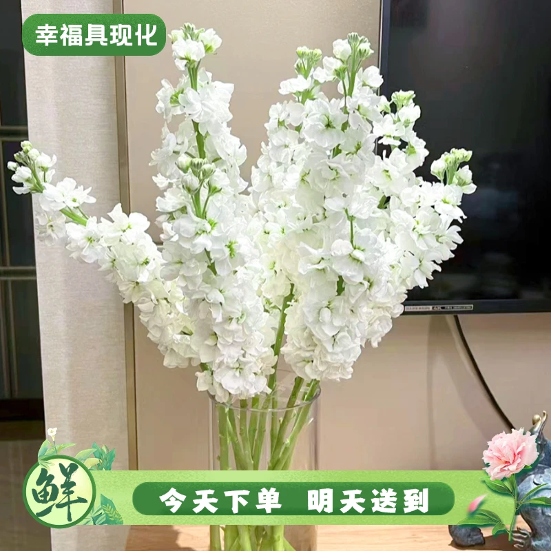 【明日必达】紫罗兰5支-白色-生活鲜切花-全场任意俩单京东包邮到家