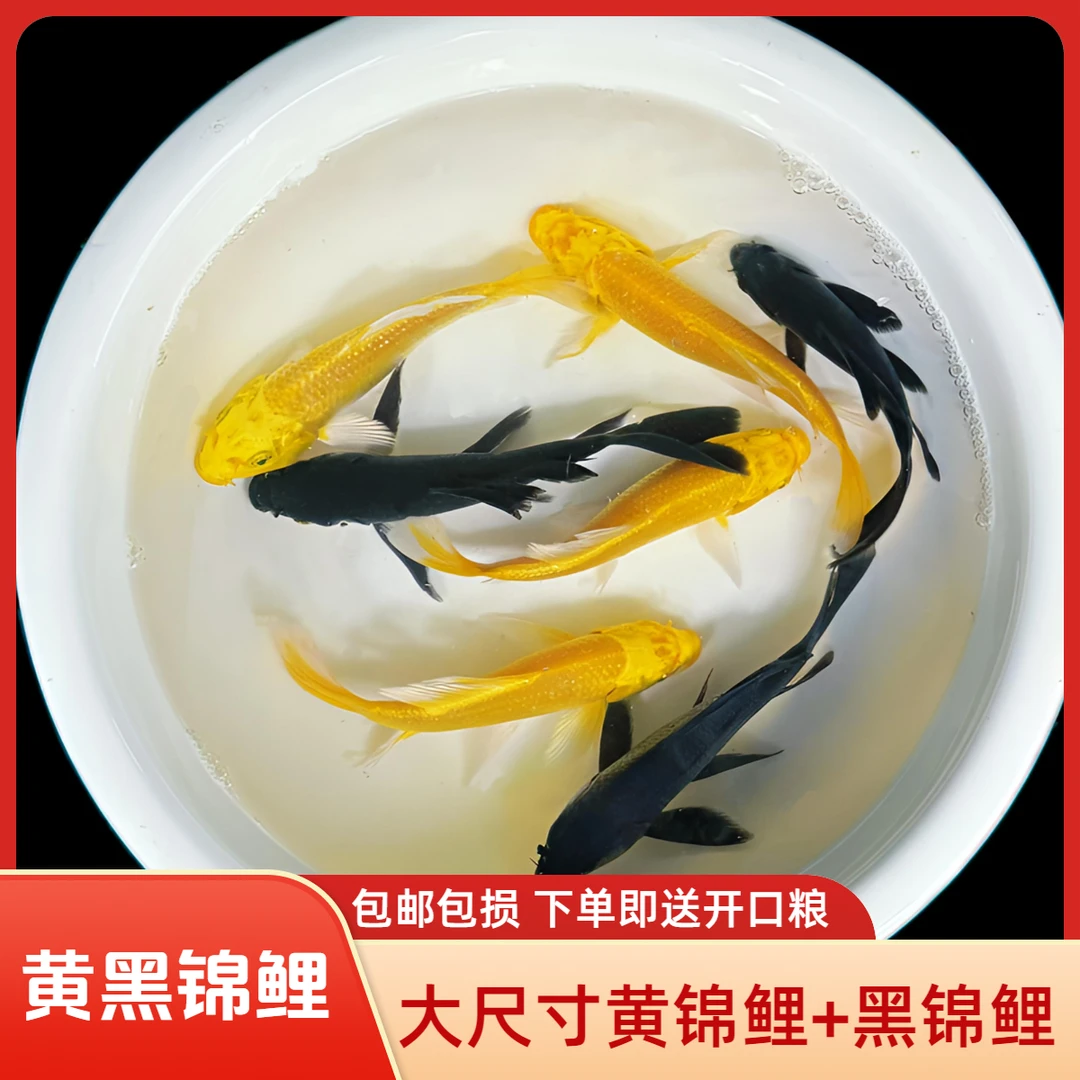 【直播】观赏鱼黄黑锦鲤鱼好养的招财鱼风水鱼好养活体养殖精选冷水