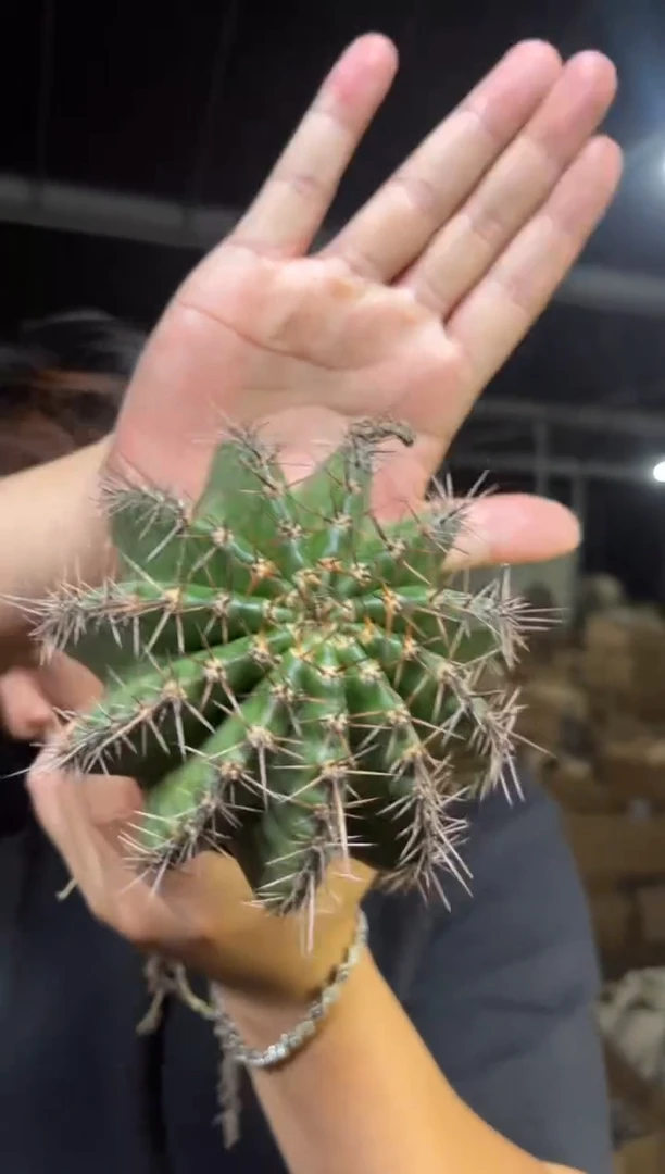 3颗 实生根 席克氏彩草 7-10cm