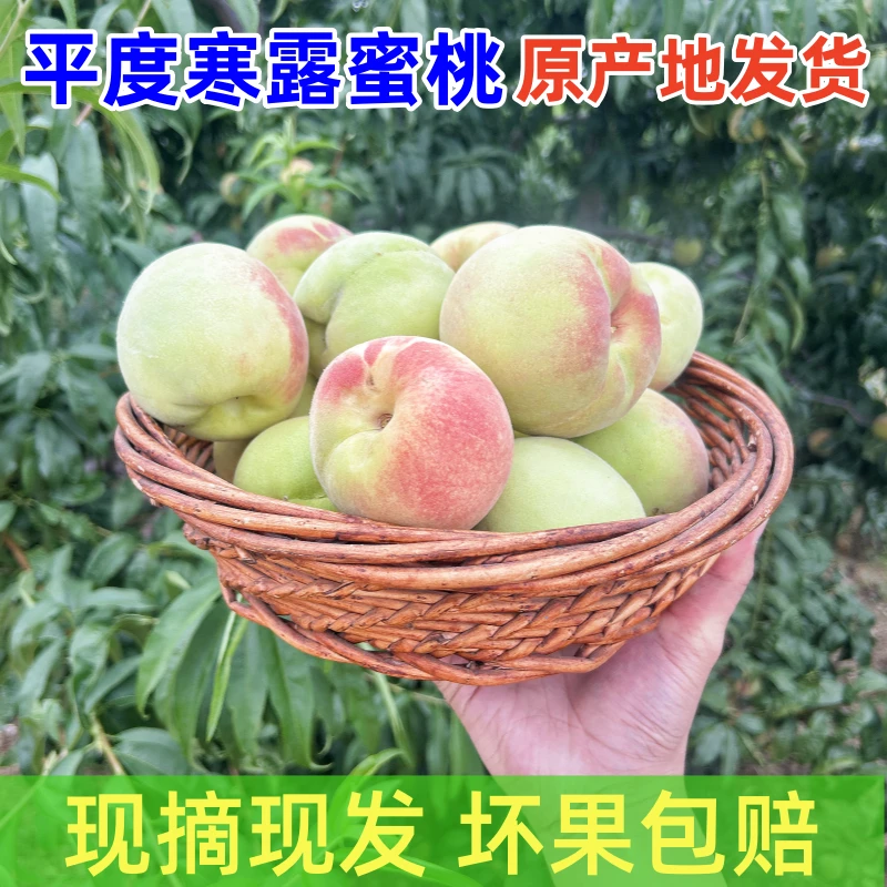 青岛青皮桃平度大泽山寒露蜜桃平度桃子现摘现发京东送货上门