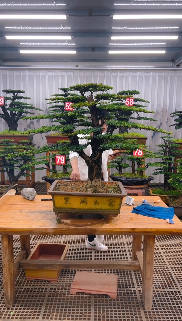 精品盆景直播间一物一拍