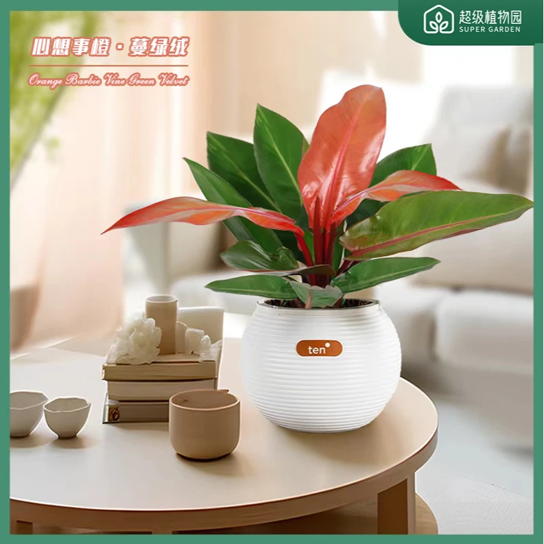 【心想事橙】橙王子氧气植物阳光帝王蔓绿绒北欧风好养室内绿植