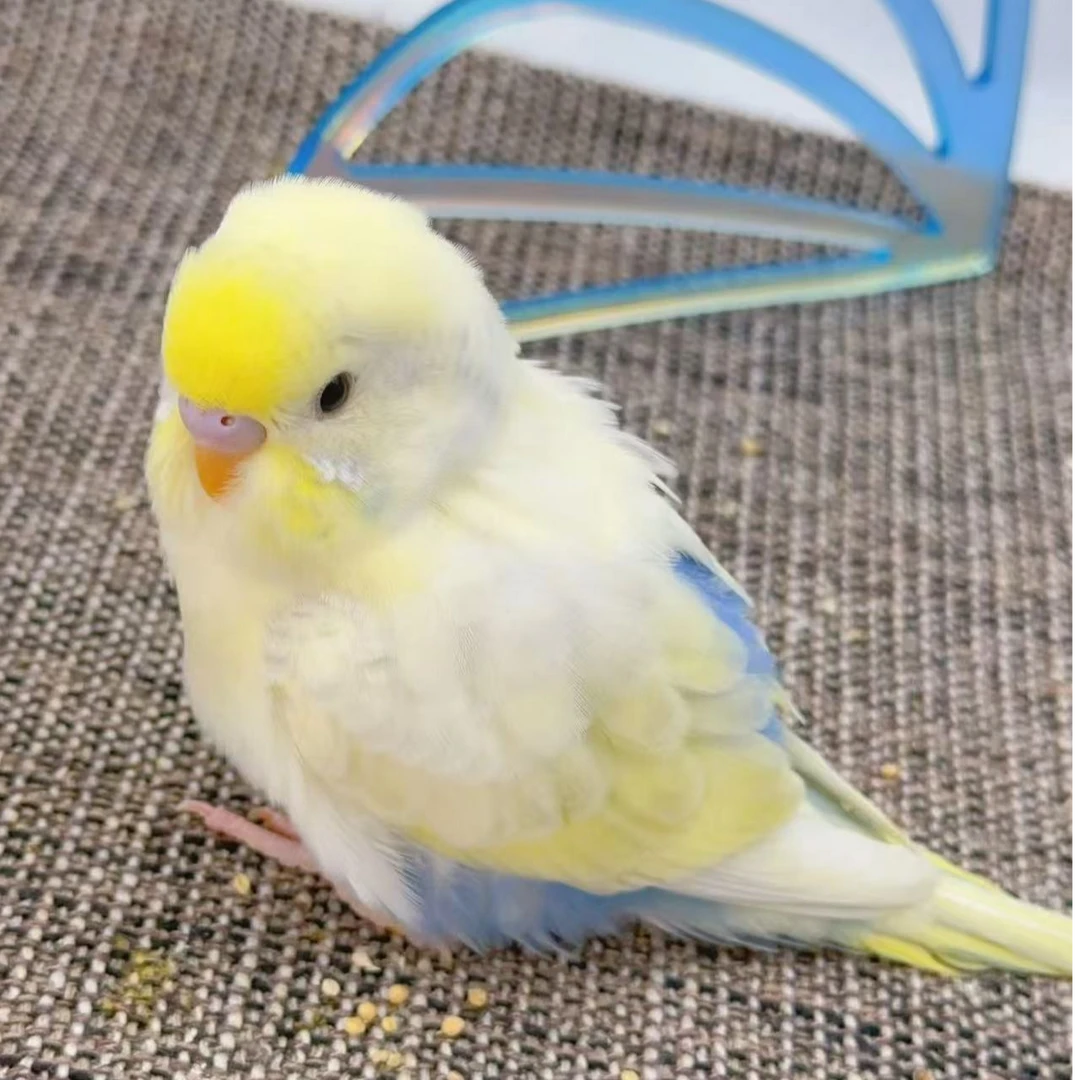 直播间专属链接 一物一拍小头虎皮大头虎皮