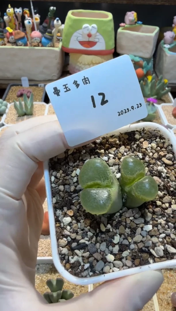 滴****嘭25.9.25-12多肉