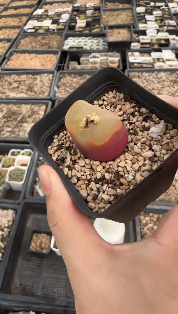 【闪购商品】14-3.