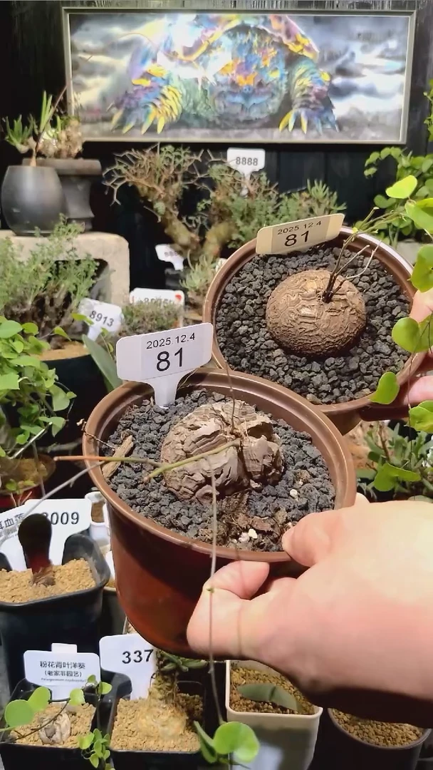 81号1204福利南非龟甲龙买一送一